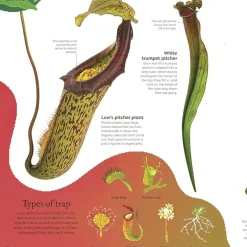 The Secret World of Plants