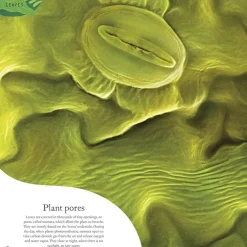 The Secret World of Plants