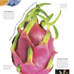 The Secret World of Plants