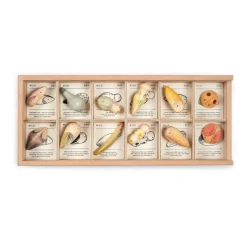 Wild: Exploration Play Set and Sorting Tray